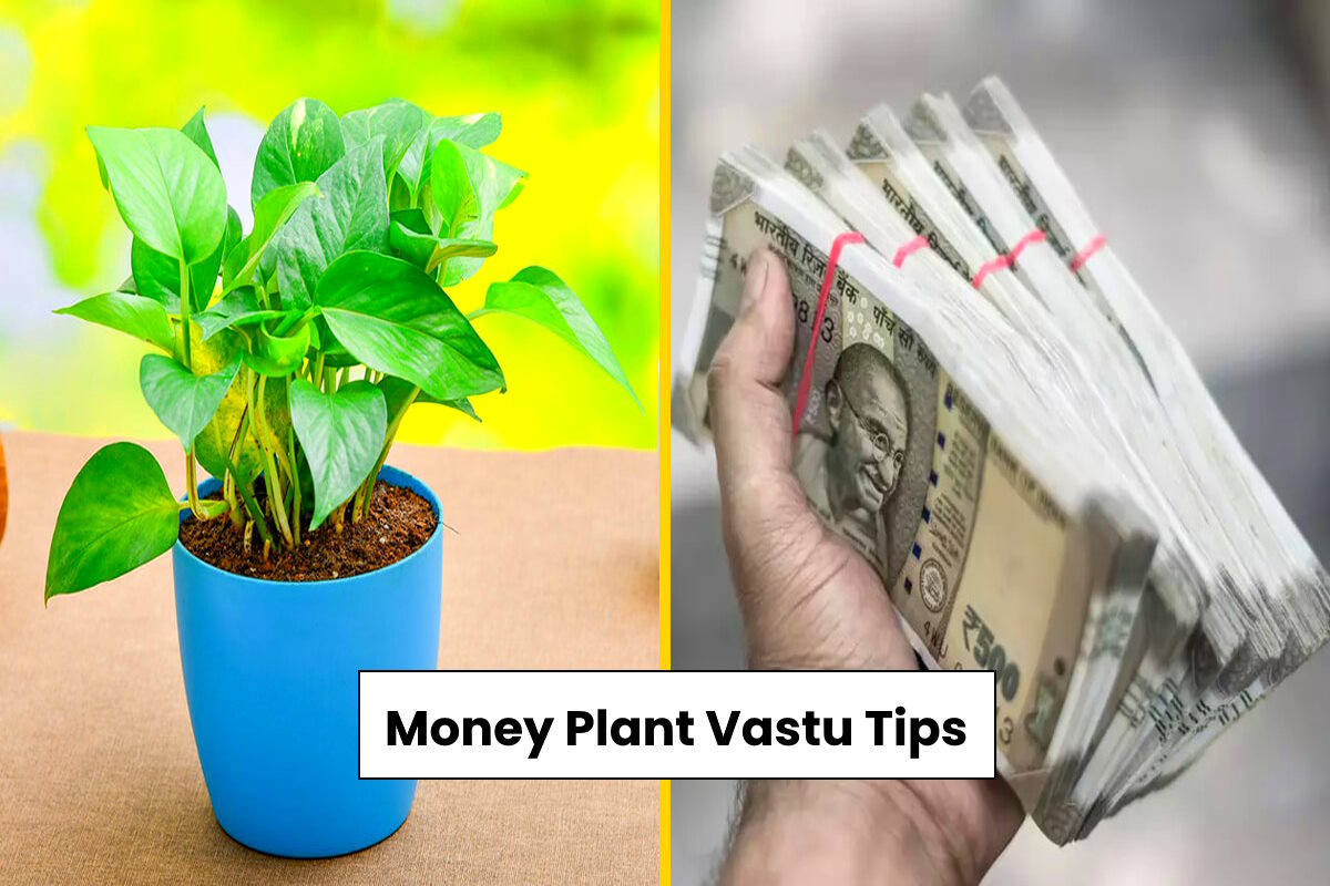 Money Plant Vastu Tips for Money